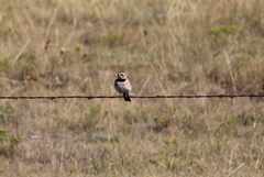 Eremophila alpestris