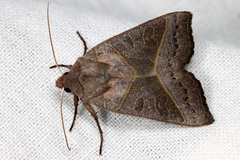 Mesogona oxalina