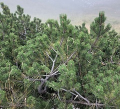 Pinus mugo