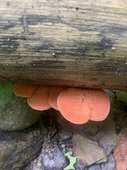 Rhodotus palmatus