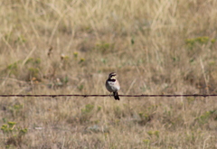 Eremophila alpestris