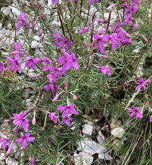 Chamaenerion dodonaei
