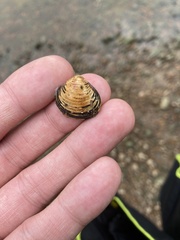 Corbicula fluminea