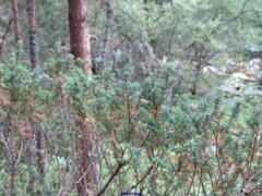 Juniperus communis
