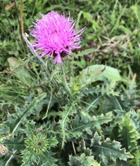 Carduus defloratus