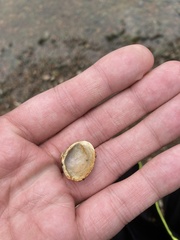 Corbicula fluminea