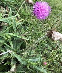 Carduus defloratus