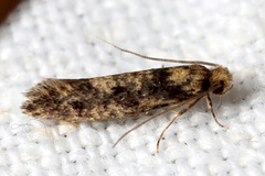 Niditinea fuscella