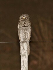 Nyctibius griseus