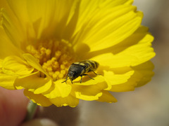 Acmaeodera alicia