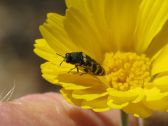 Acmaeodera alicia