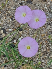 Ipomoea ternifolia