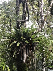 Bromeliaceae
