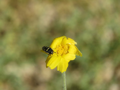 Acmaeodera alicia