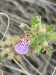 Teucrium botrys