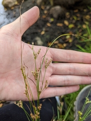 Juncus