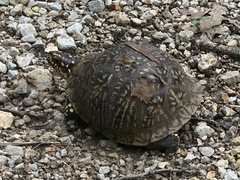 Terrapene carolina triunguis