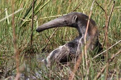 Myrmecophaga tridactyla