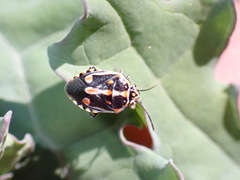 Bagrada hilaris