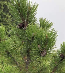 Pinus mugo