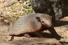 Euphractus sexcinctus