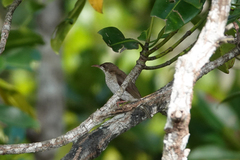 Ramsayornis modestus