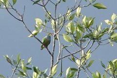 Ptilinopus aurantiifrons