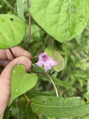 Ipomoea triloba