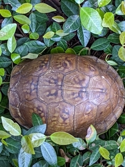 Terrapene carolina triunguis