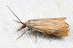 Chrysoteuchia culmella