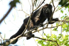 Alouatta caraya