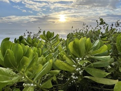 Scaevola taccada