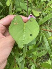 Ipomoea triloba