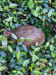 Terrapene carolina triunguis