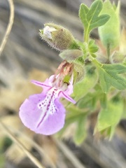 Teucrium botrys