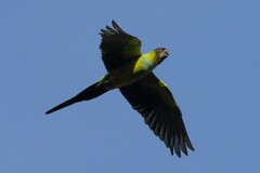 Aratinga nenday