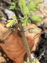 Teucrium botrys