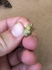 Carpocorini