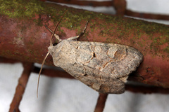 Ammoconia caecimacula