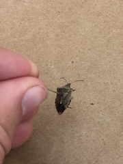 Carpocorini