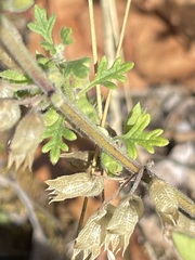 Teucrium botrys
