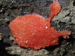 Tubifera ferruginosa