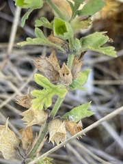 Teucrium botrys