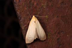 Eilema depressa