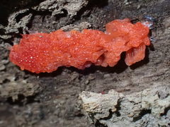 Tubifera ferruginosa