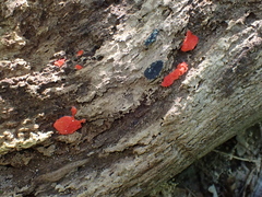 Tubifera ferruginosa