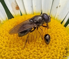 Cheilosia pagana
