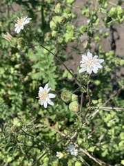 Moscharia pinnatifida