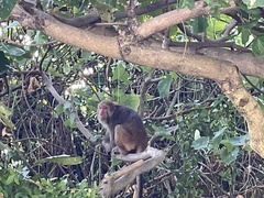 Macaca cyclopis
