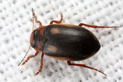 Hydroporus dorsalis